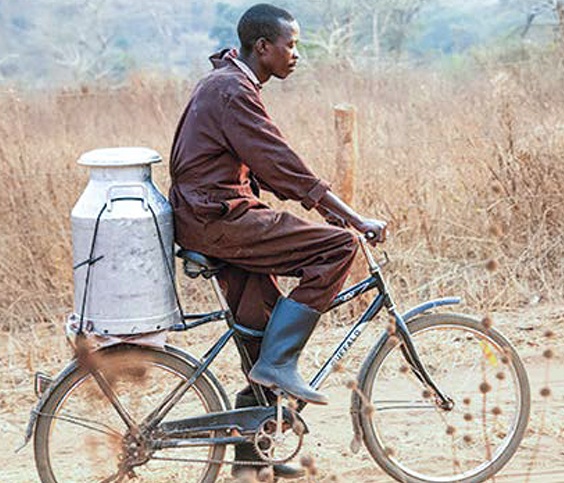 Farmer transporting milk by bike